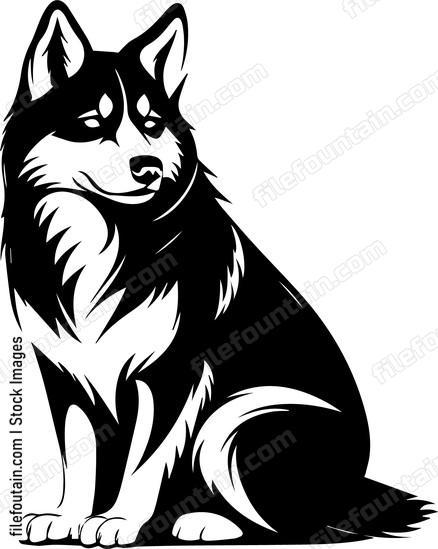 Siberian Husky