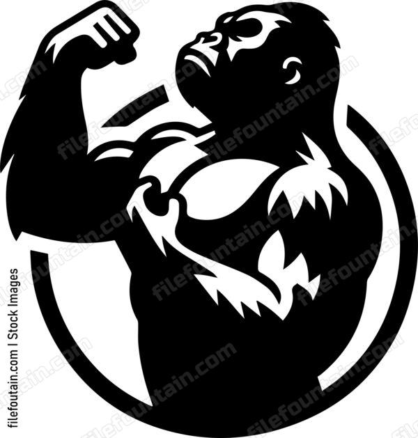 Silverback Gorilla Beating Its Chest