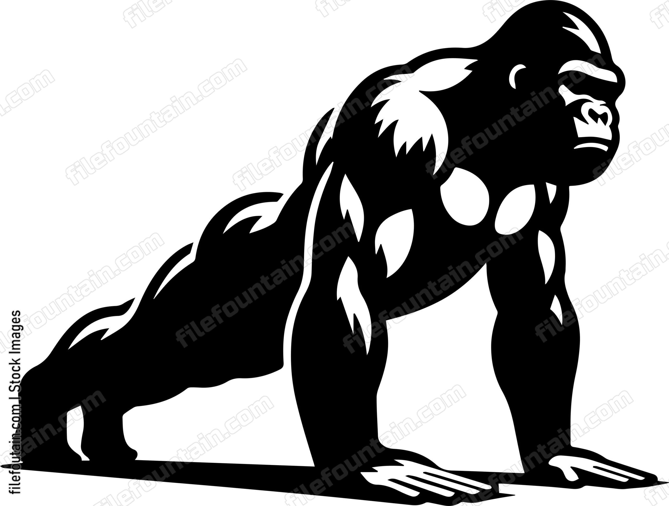 Silverback Gorilla Doing Pushups