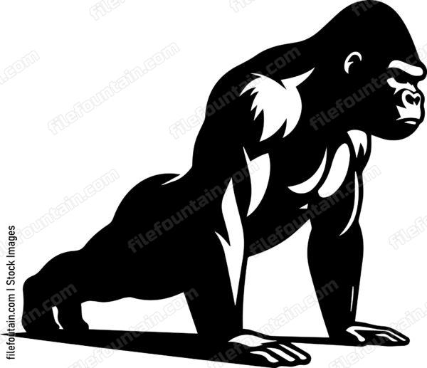 Silverback Gorilla Doing Pushups