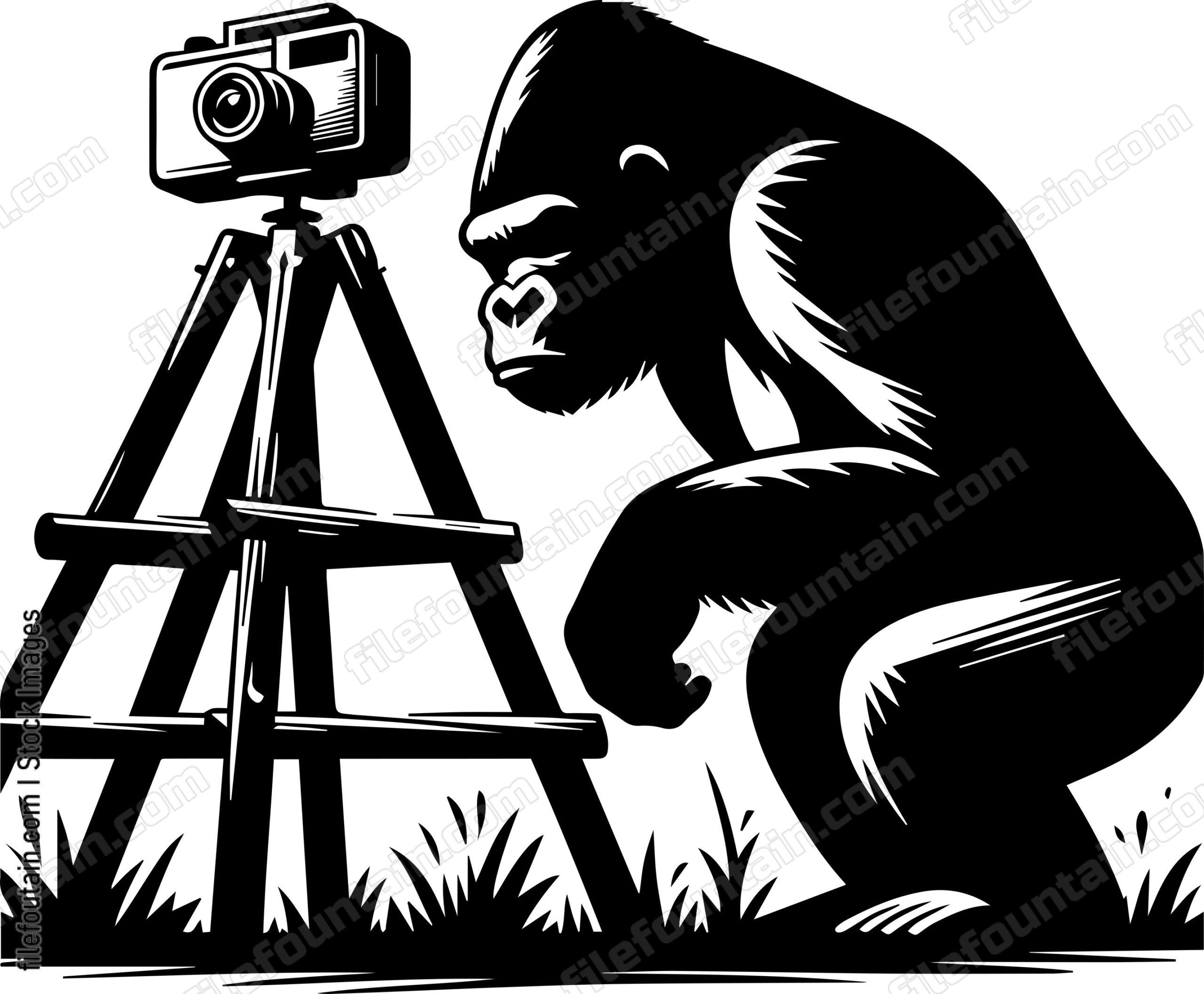 Silverback Gorilla Investigating a Camera Trap