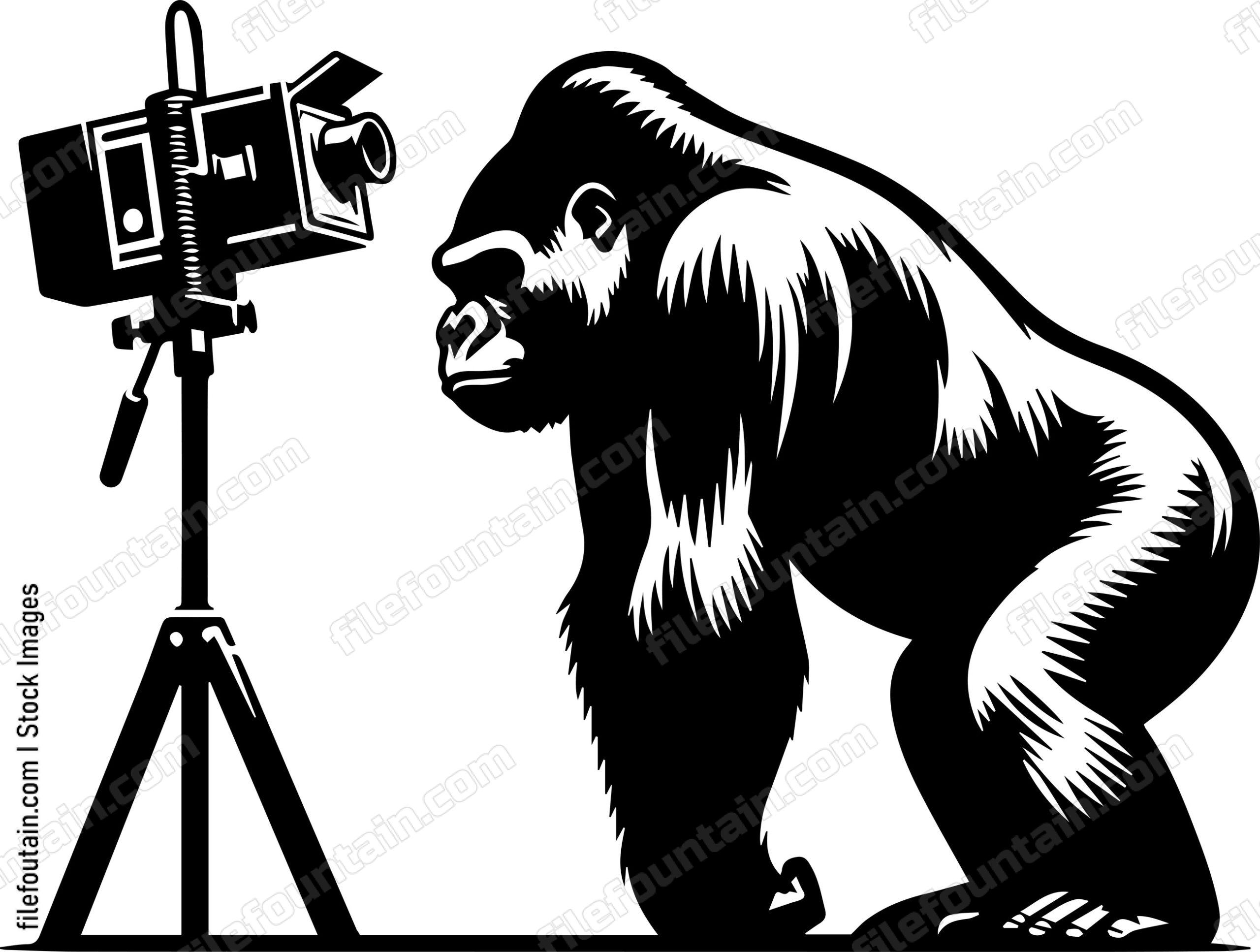 Silverback Gorilla Investigating a Camera Trap