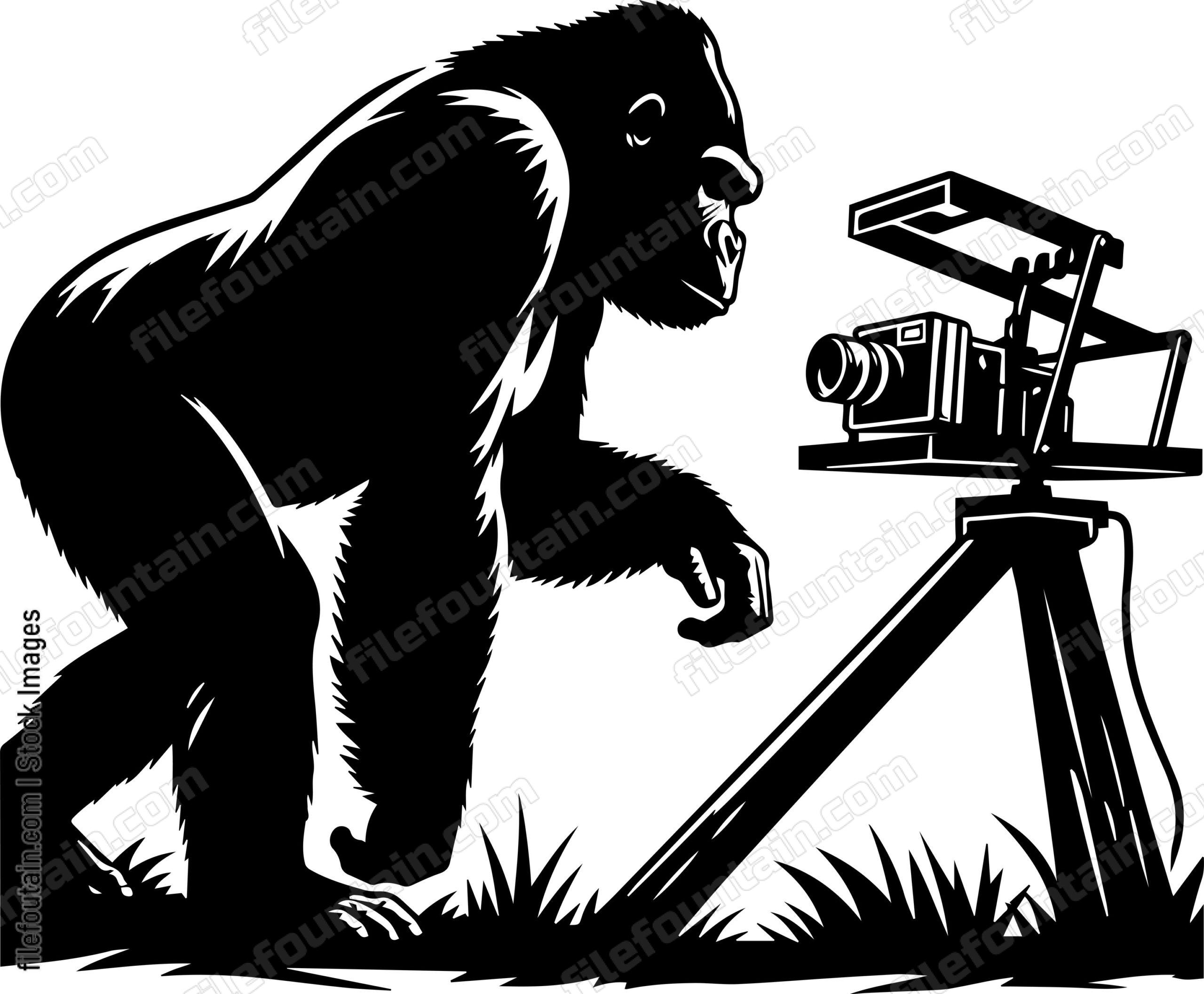 Silverback Gorilla Investigating a Camera Trap