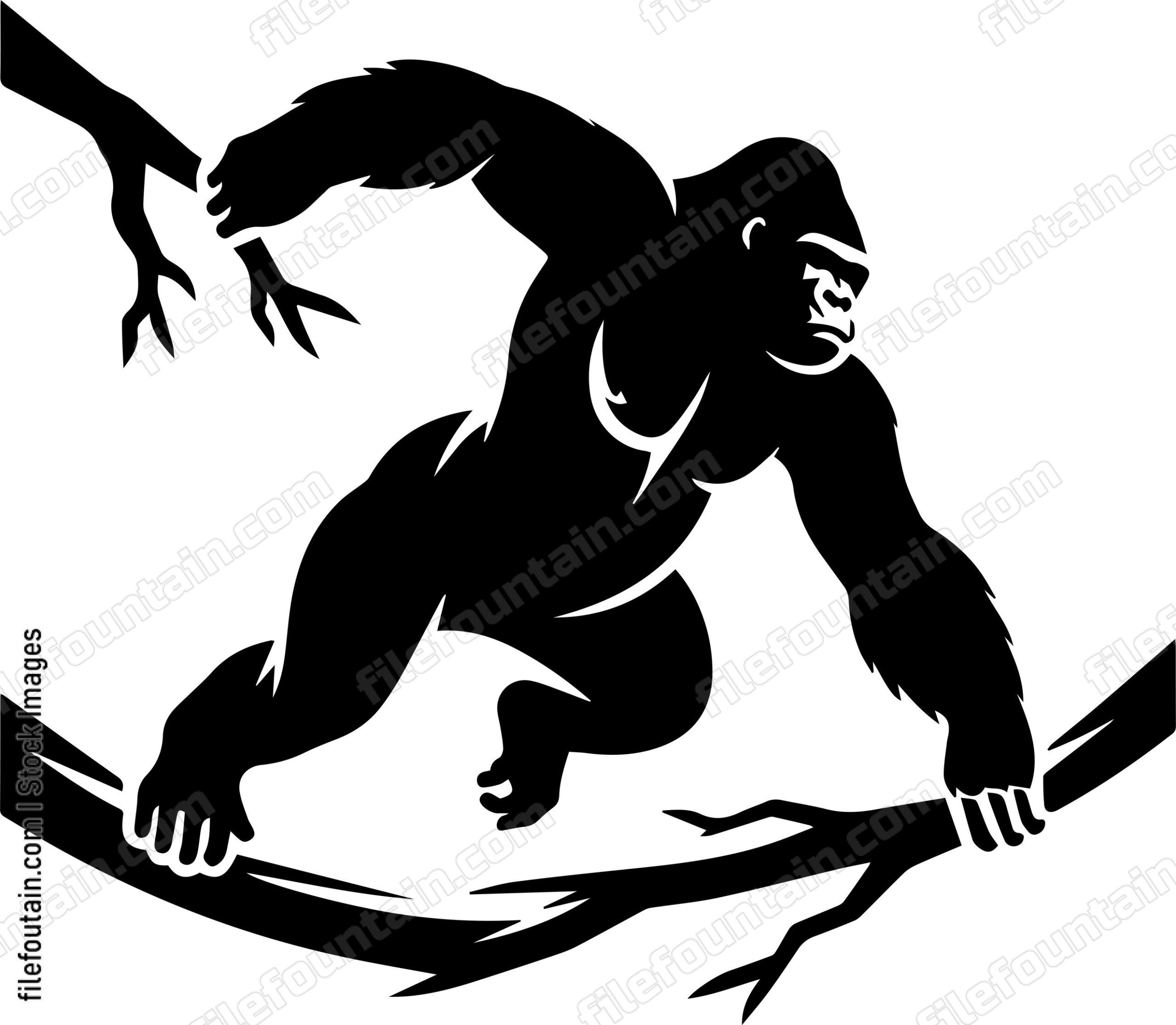 Silverback Gorilla Leaping Between Branches