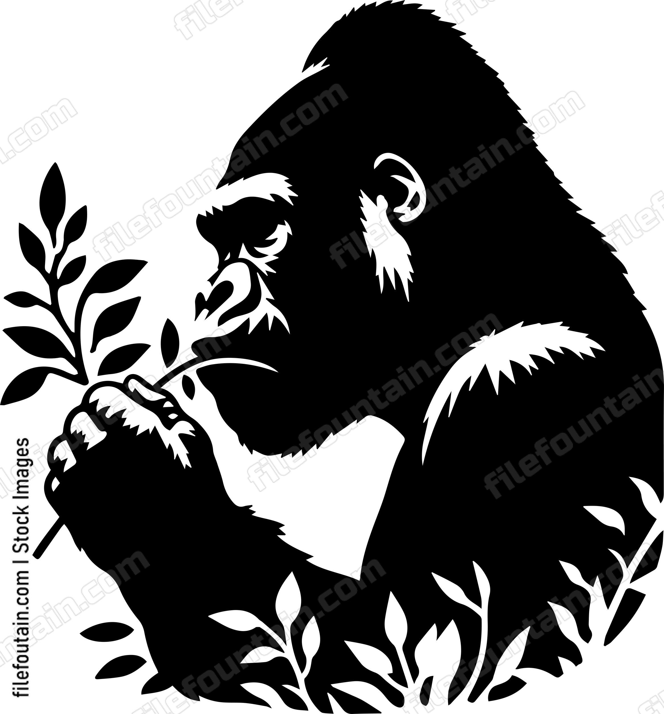 Silverback Gorilla Munching on Vegetation
