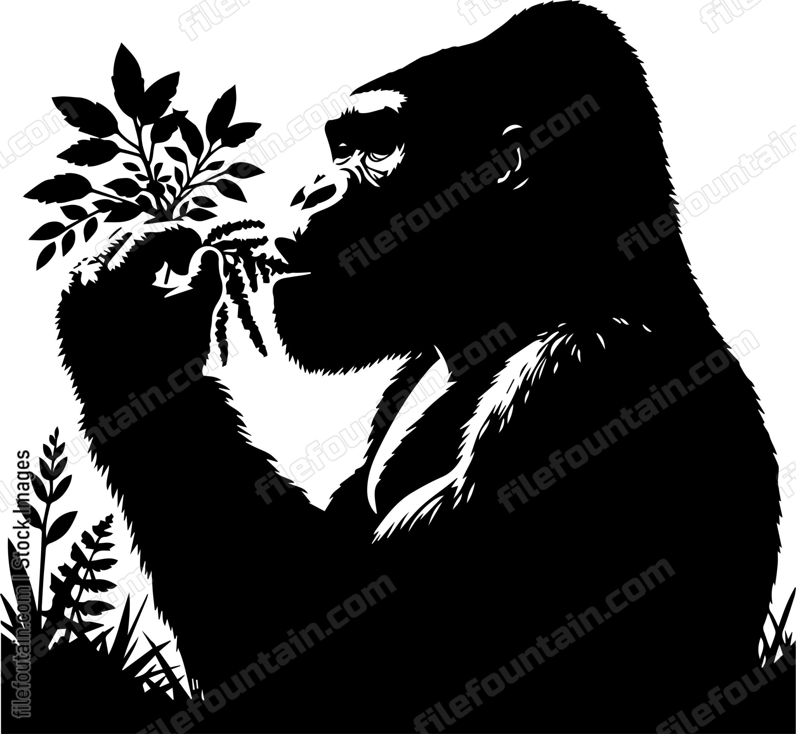 Silverback Gorilla Munching on Vegetation