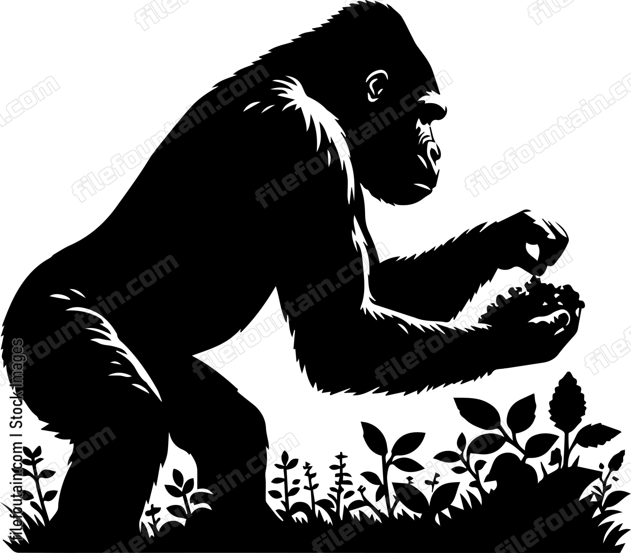 Silverback Gorilla Picking Wild Berries