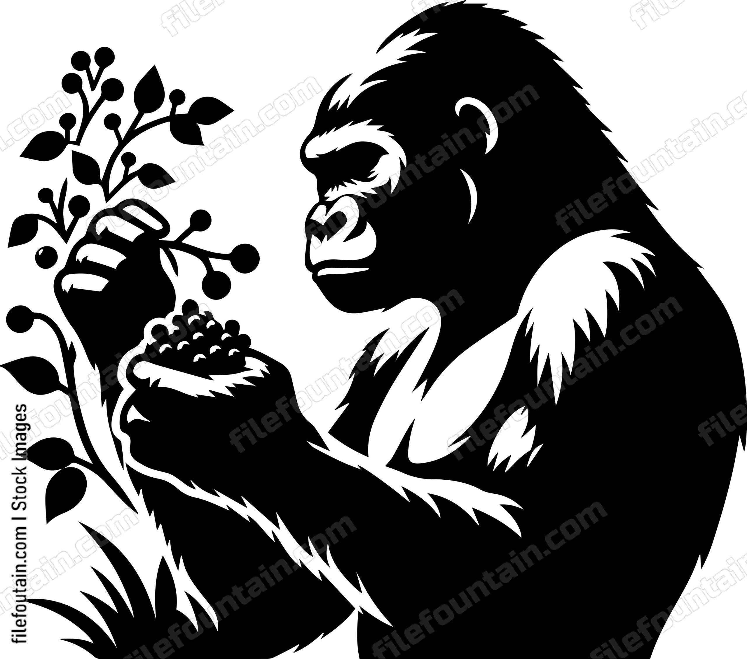 Silverback Gorilla Picking Wild Berries