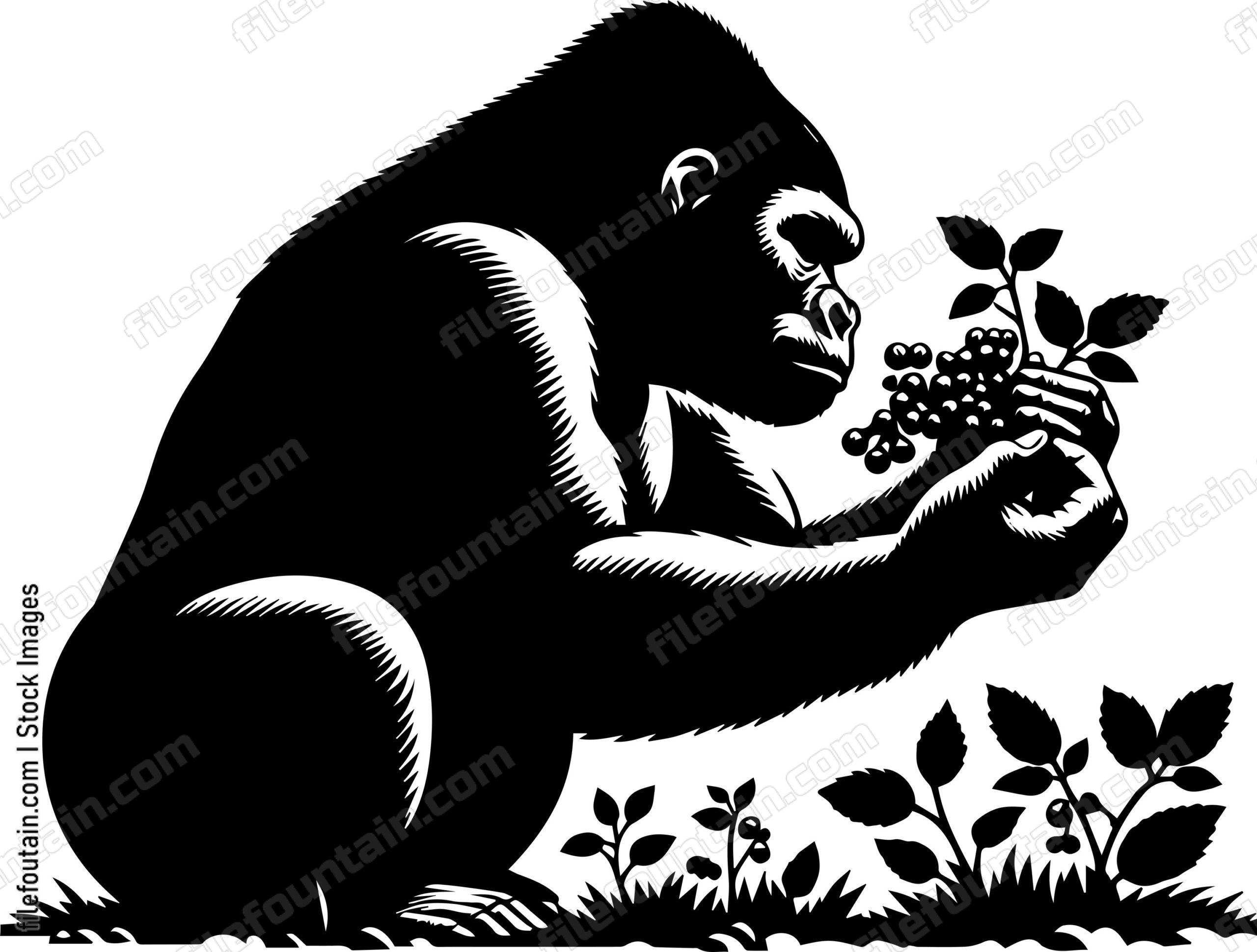 Silverback Gorilla Picking Wild Berries