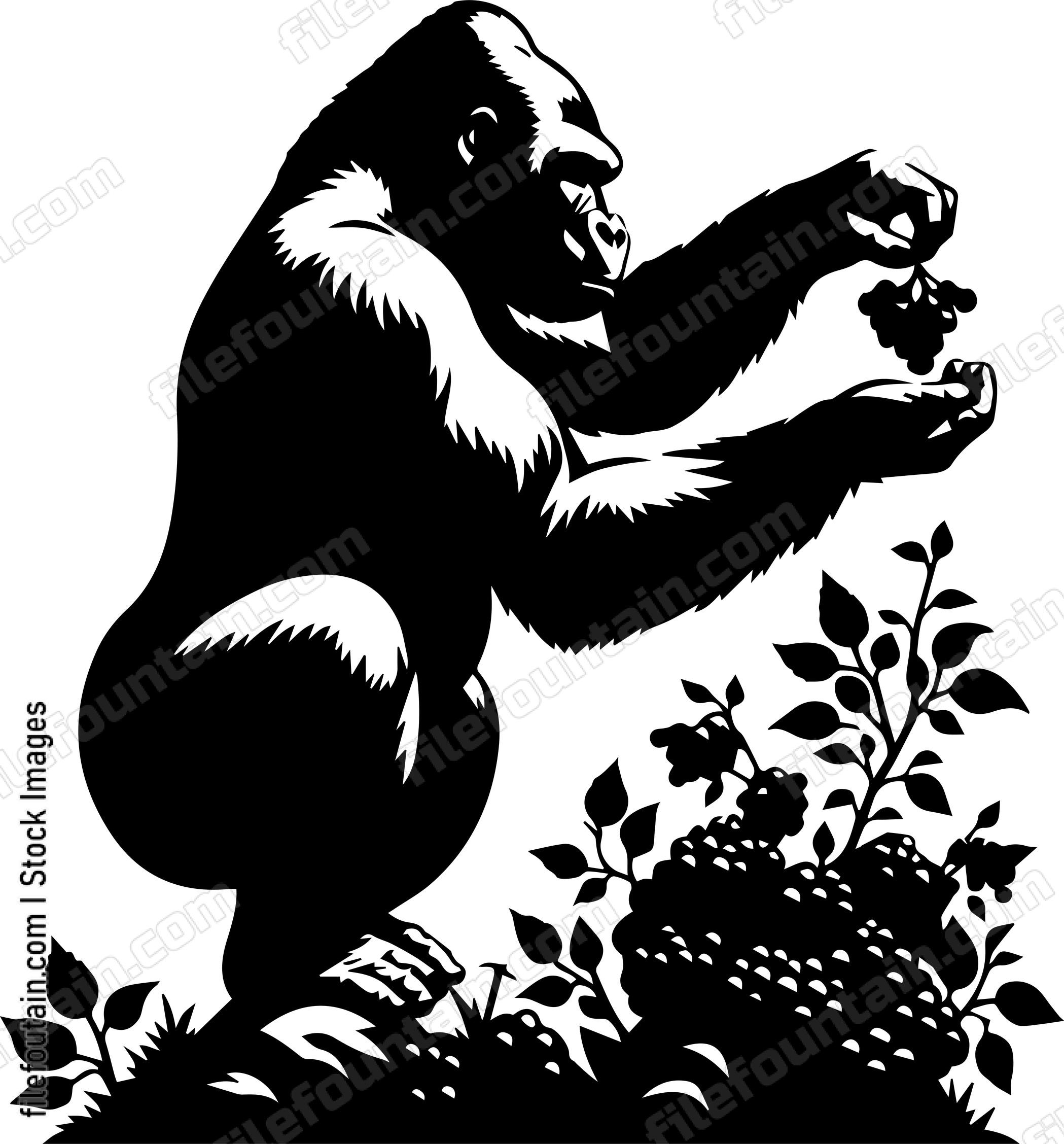 Silverback Gorilla Picking Wild Berries