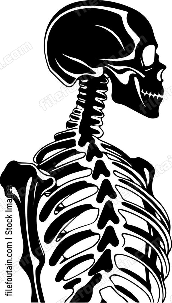 Skeleton
