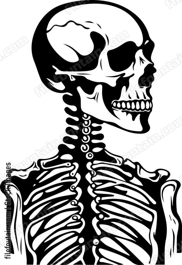 Skeleton