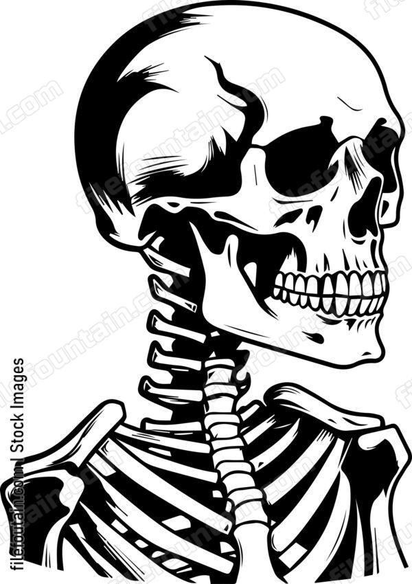 Skeleton