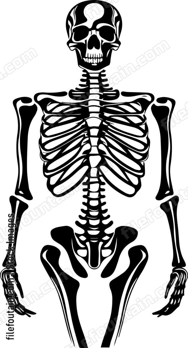 Skeleton