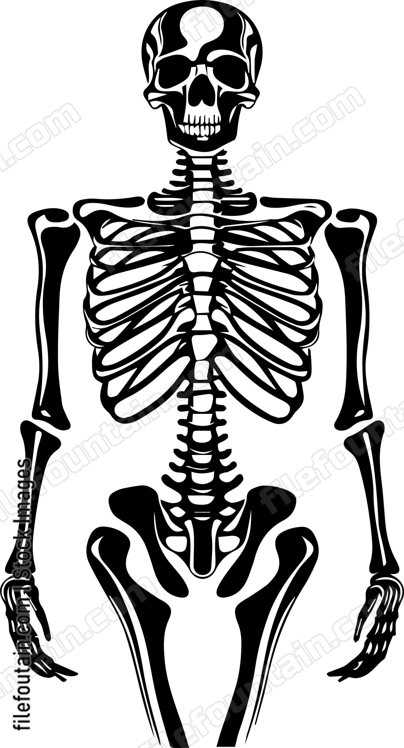 Skeleton