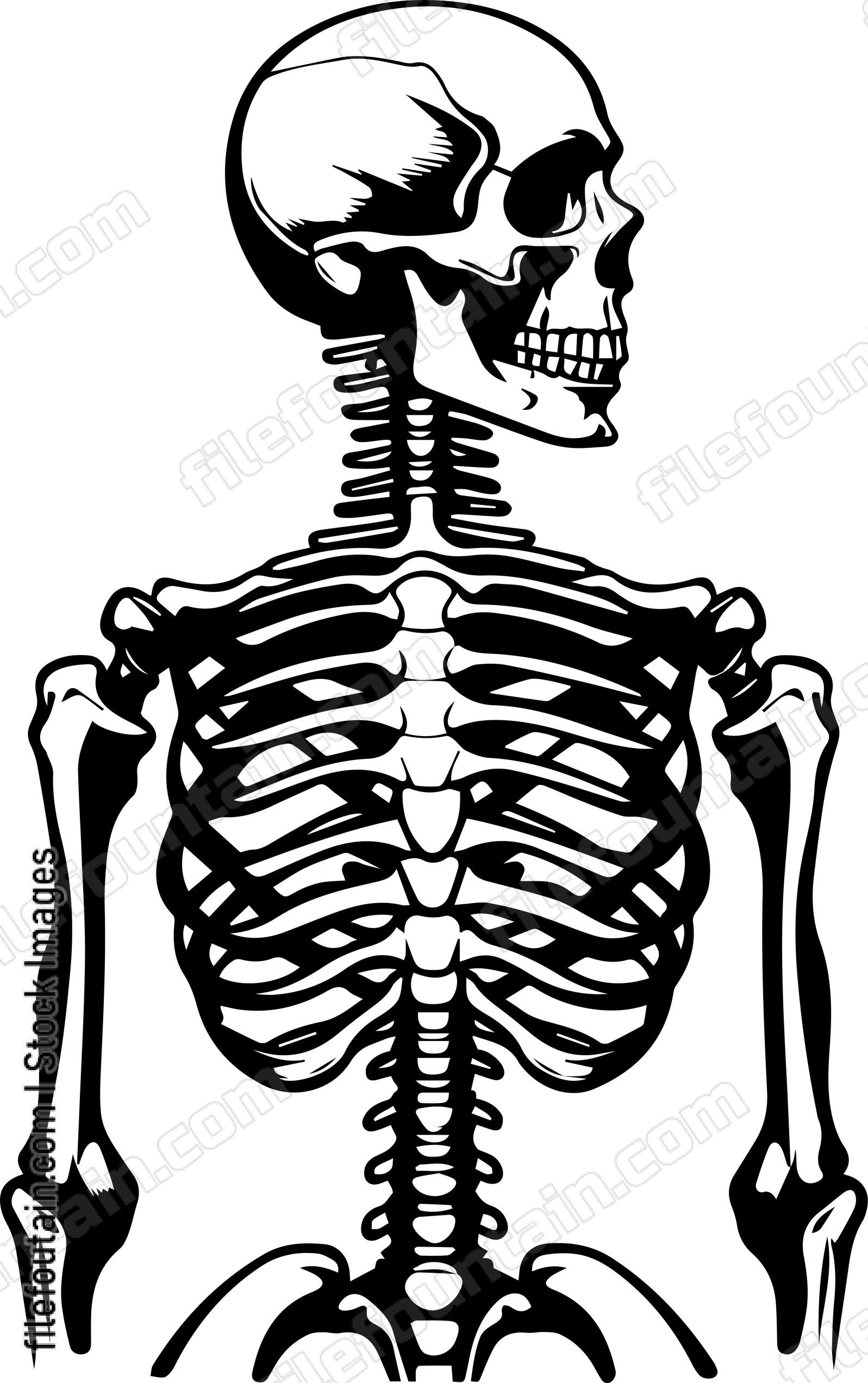 Skeleton