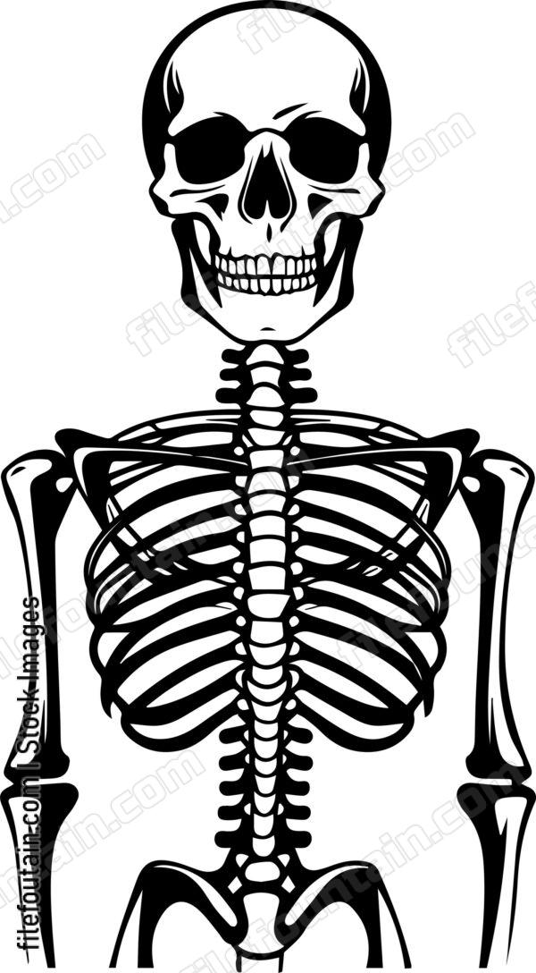 Skeleton