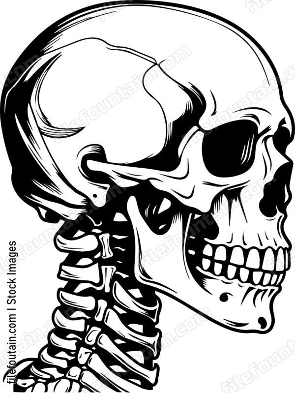 Skeleton