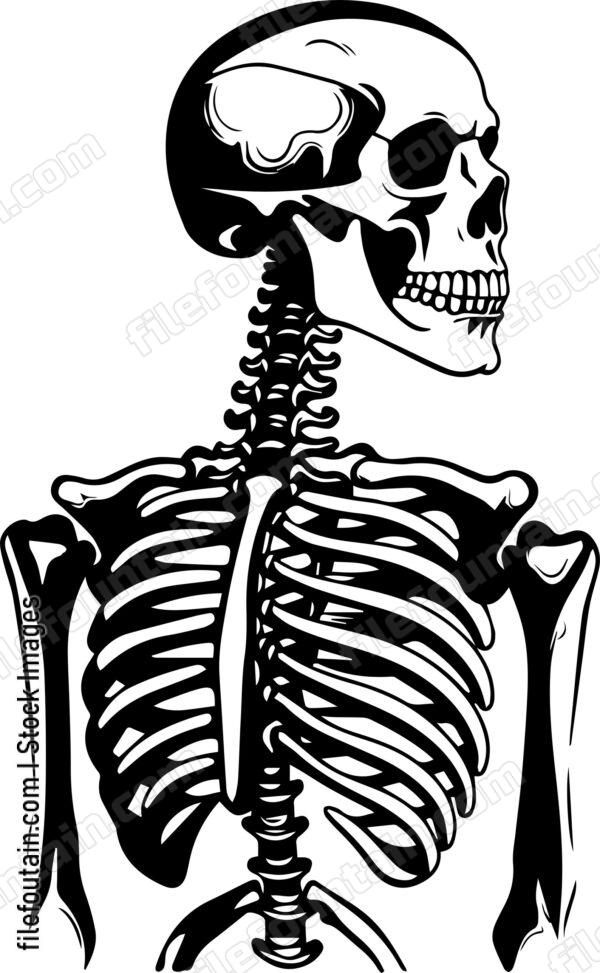 Skeleton