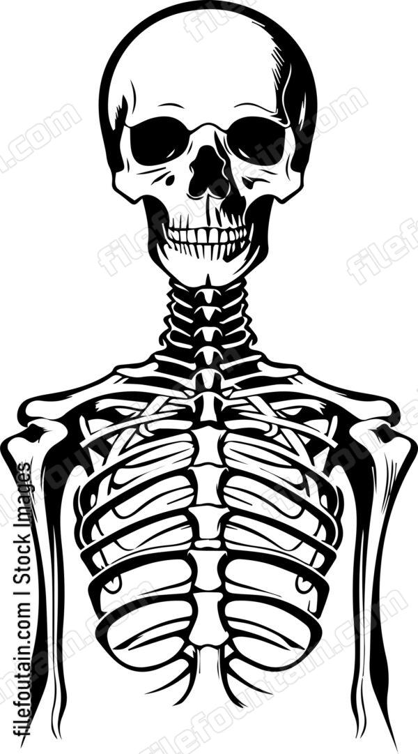 Skeleton
