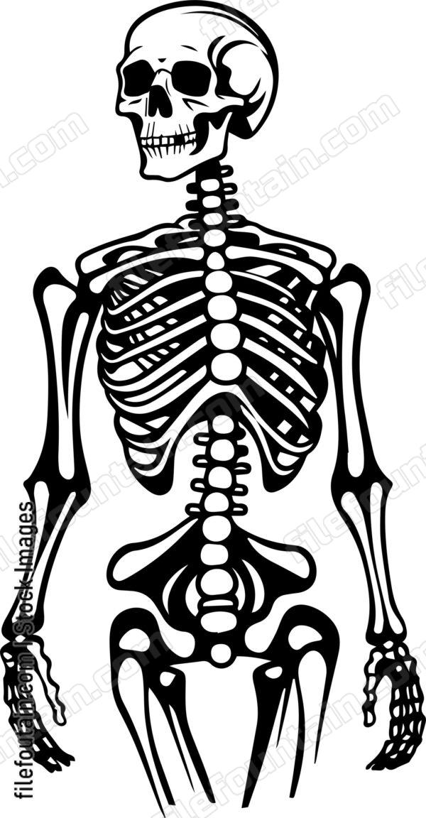 Skeleton