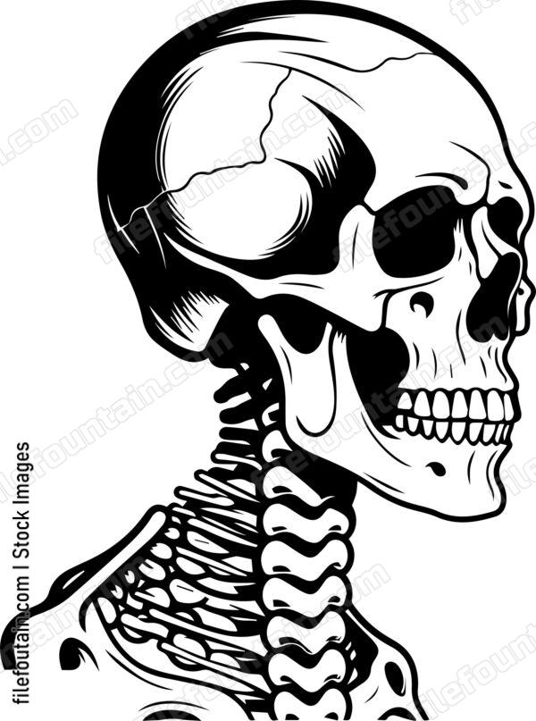 Skeleton