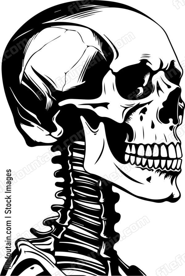 Skeleton