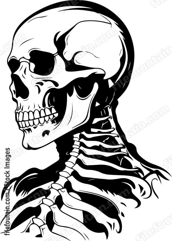 Skeleton