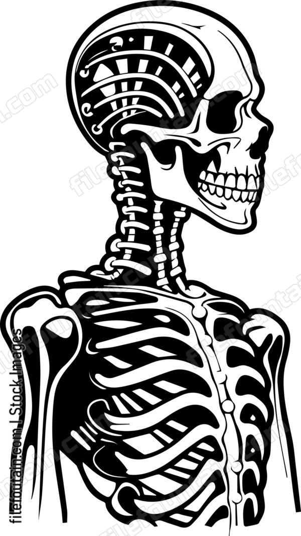 Skeleton