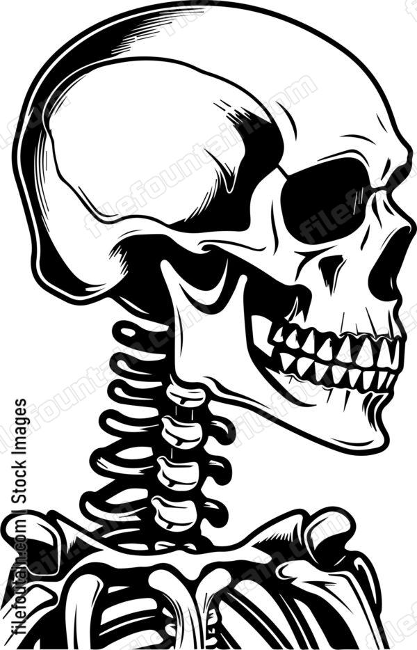 Skeleton