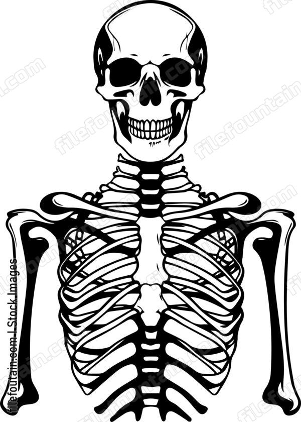 Skeleton