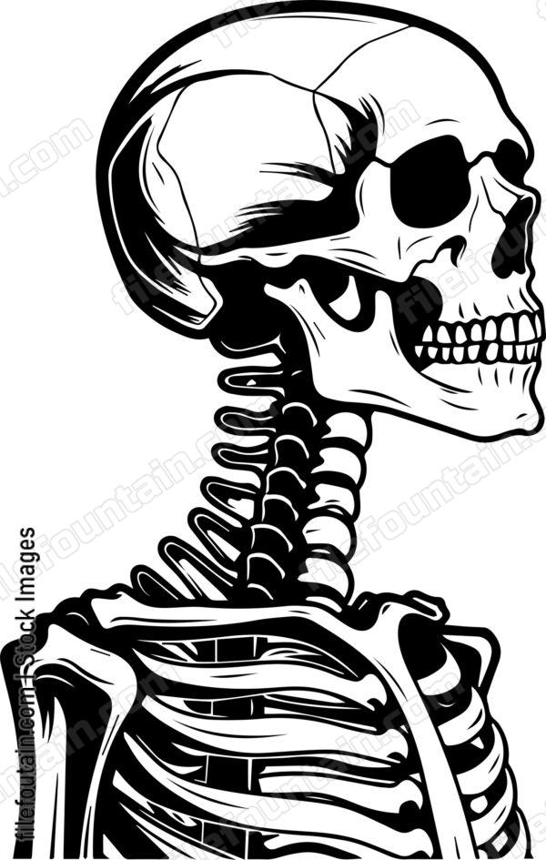 Skeleton