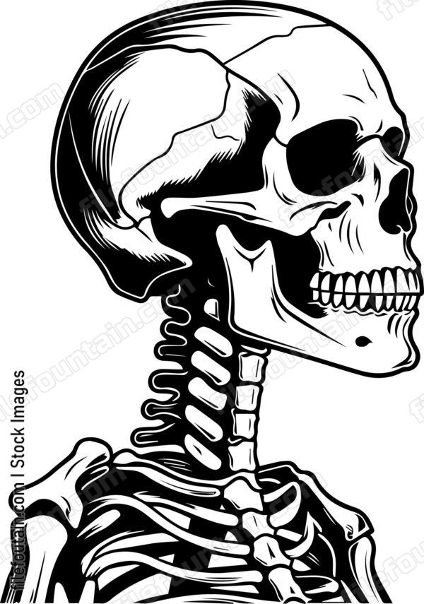Skeleton Side View