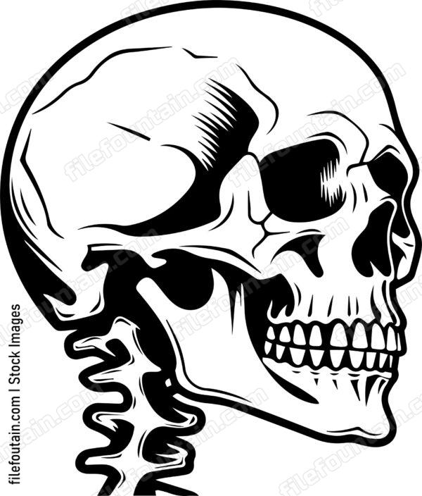 Skull