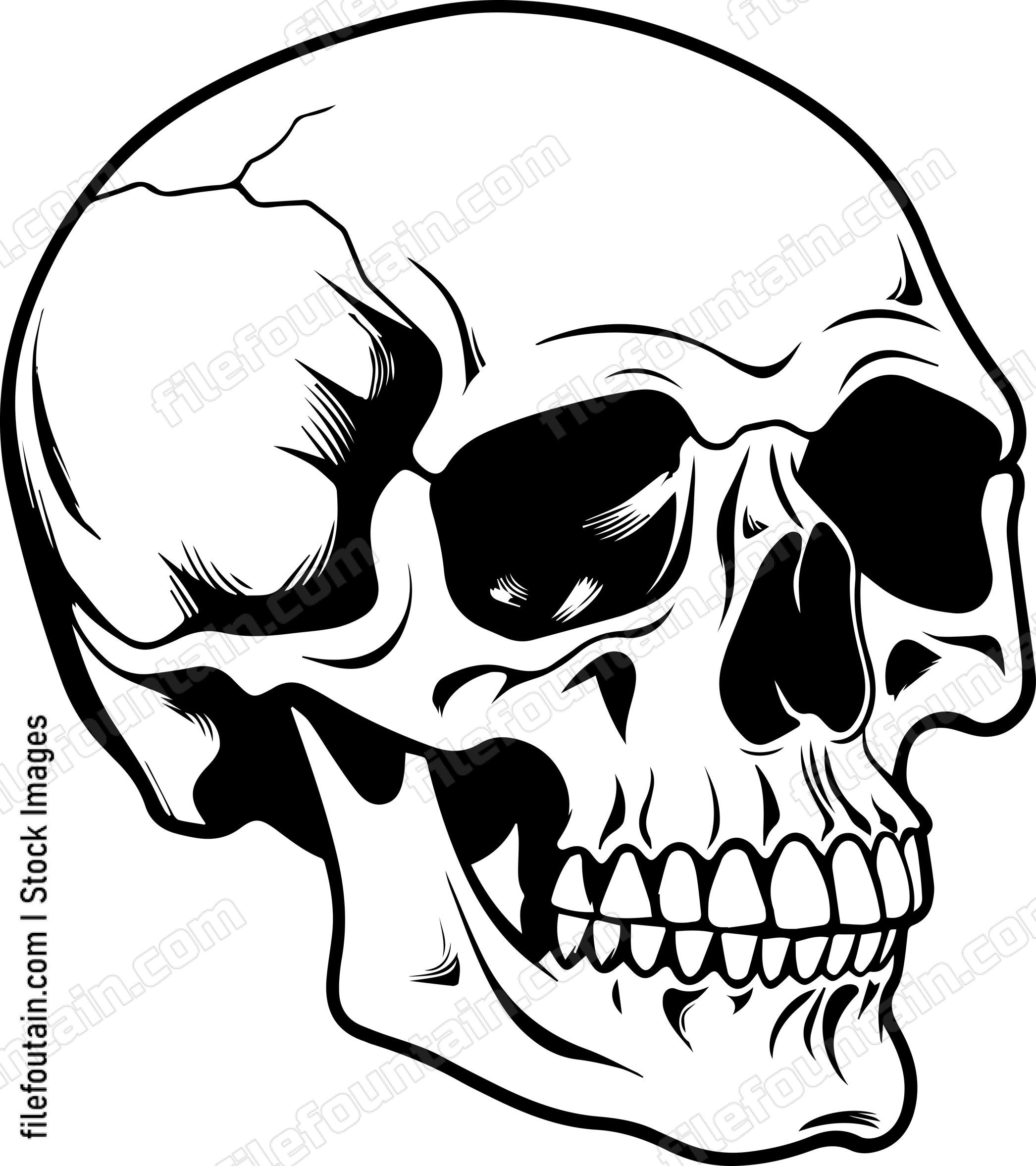 Skull Side View
