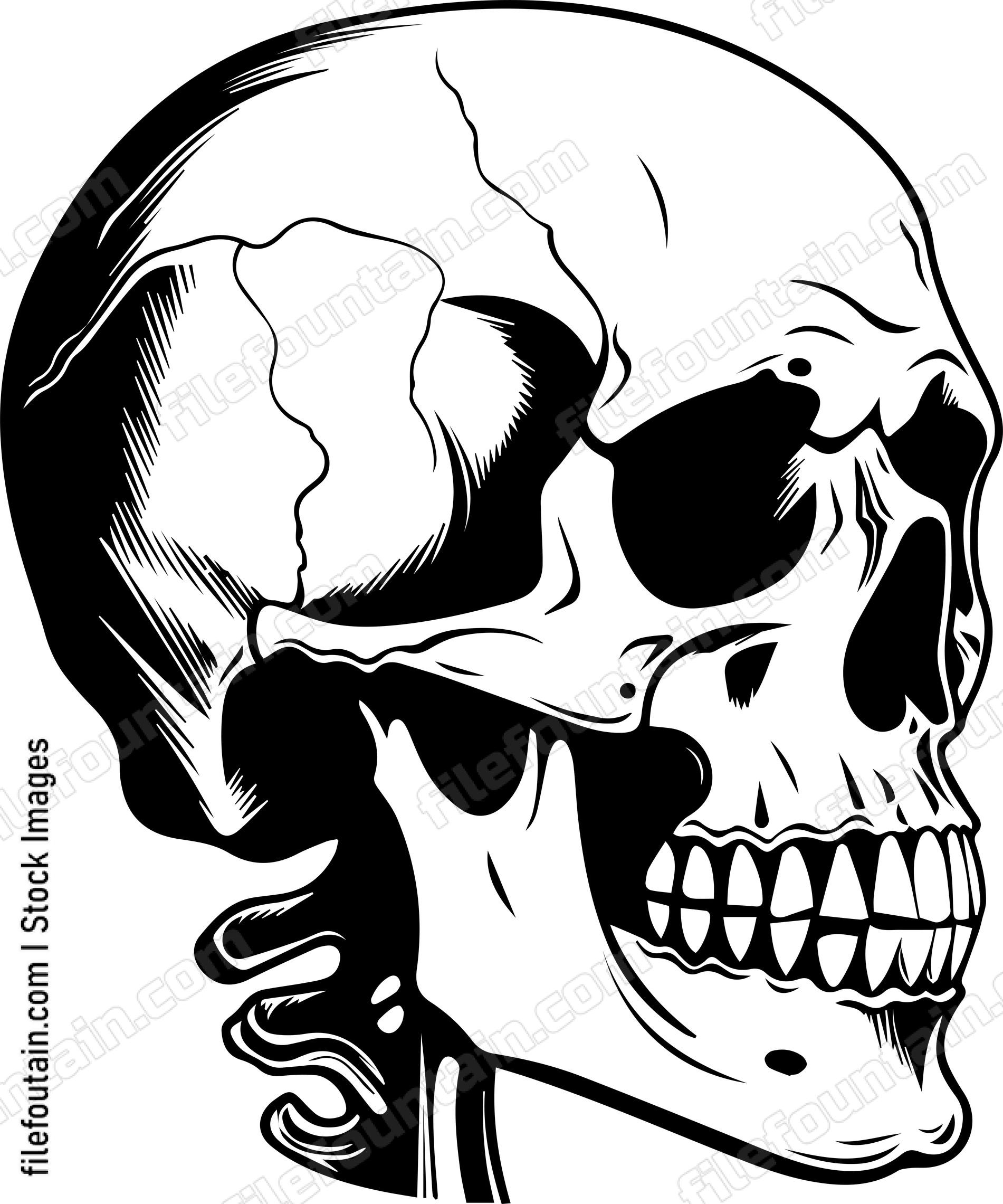 Skull Side View