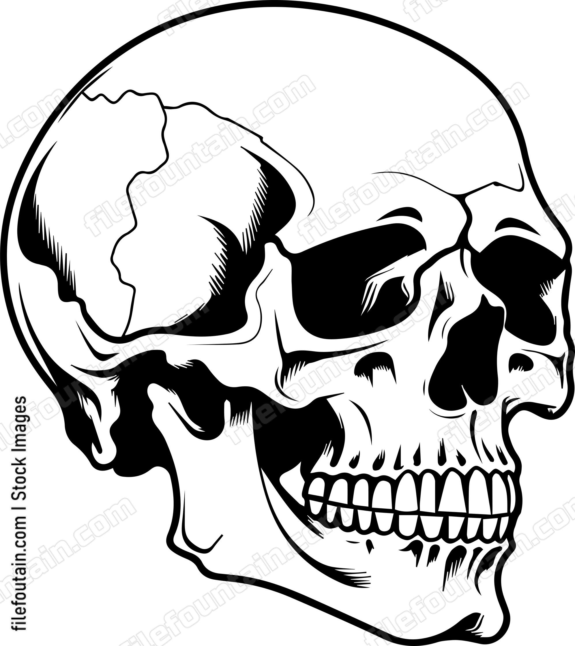 Skull Side View