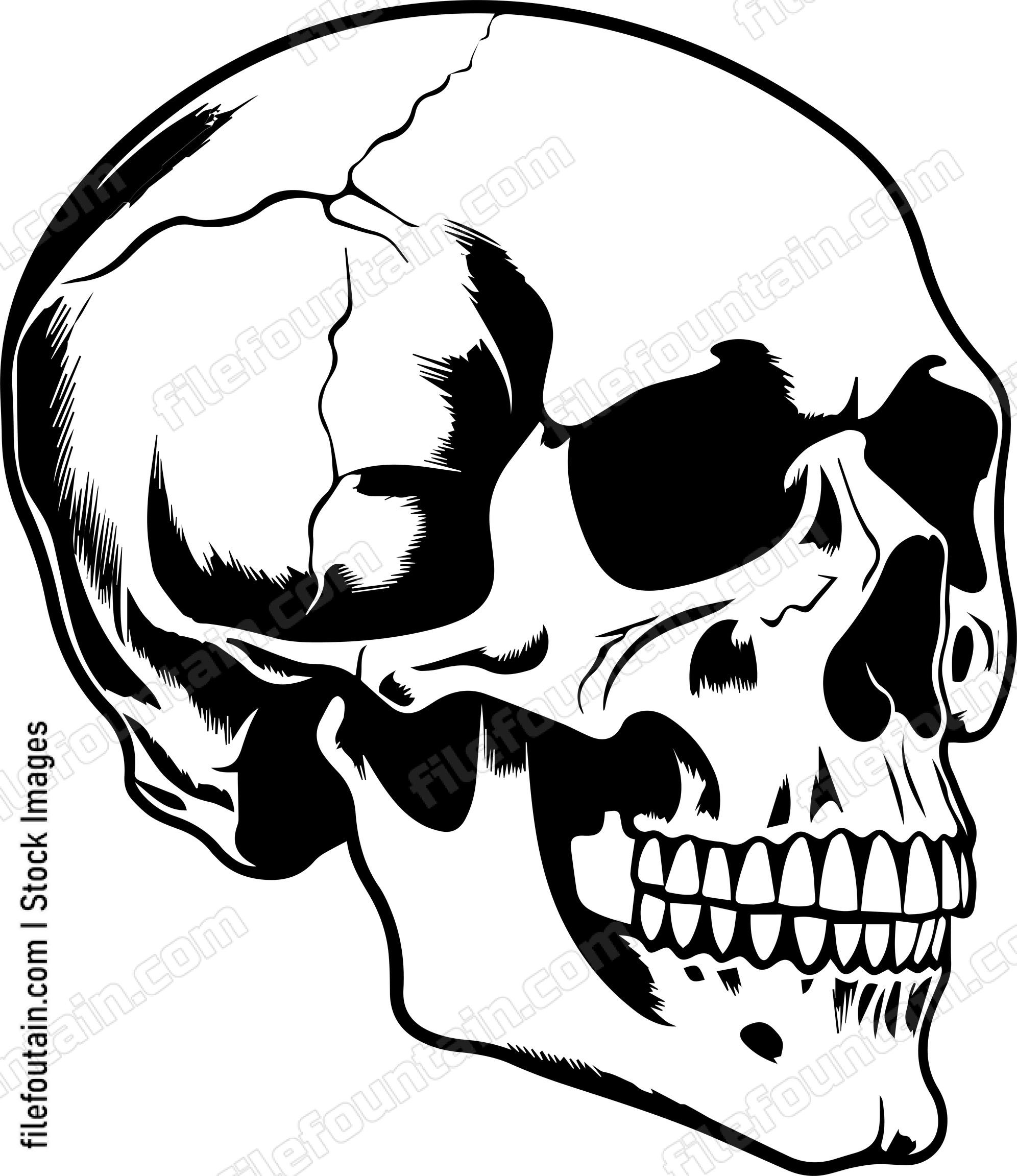 Skull Side View