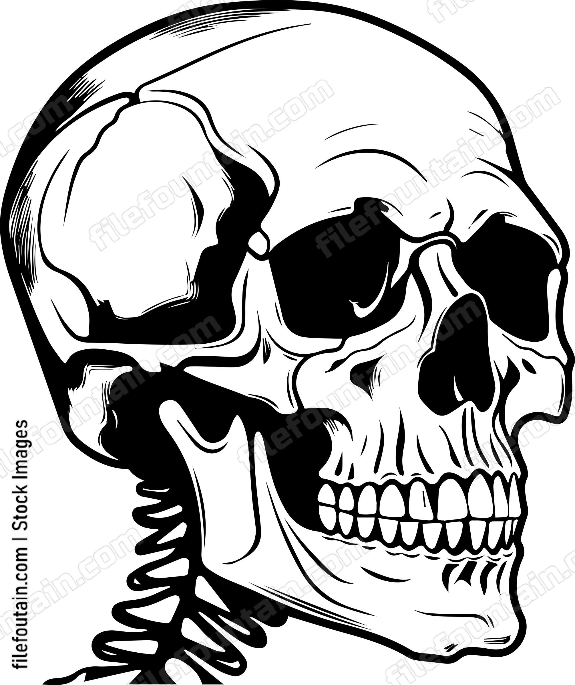 Skull Side View