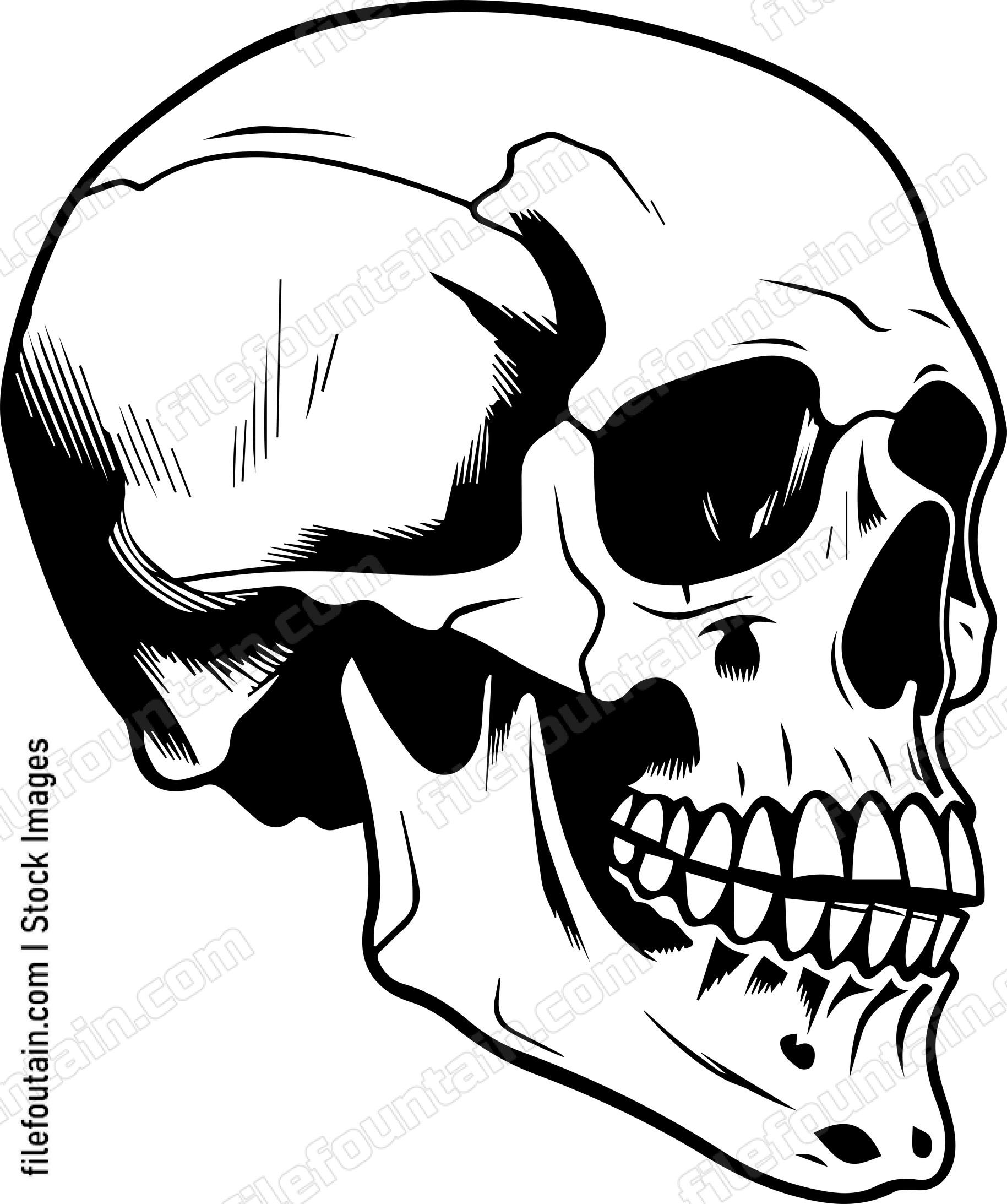 Skull Side View