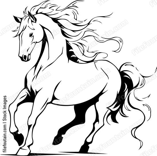 stallion