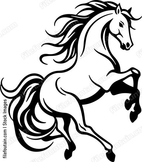 stallion