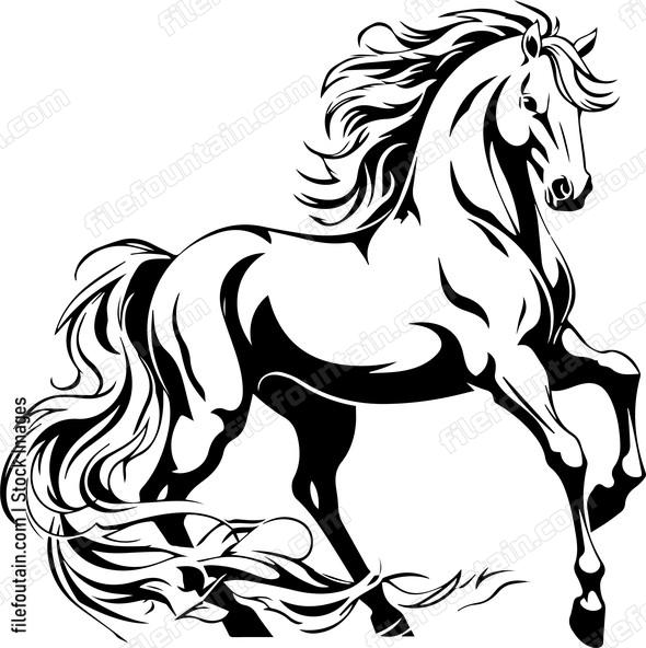 stallion