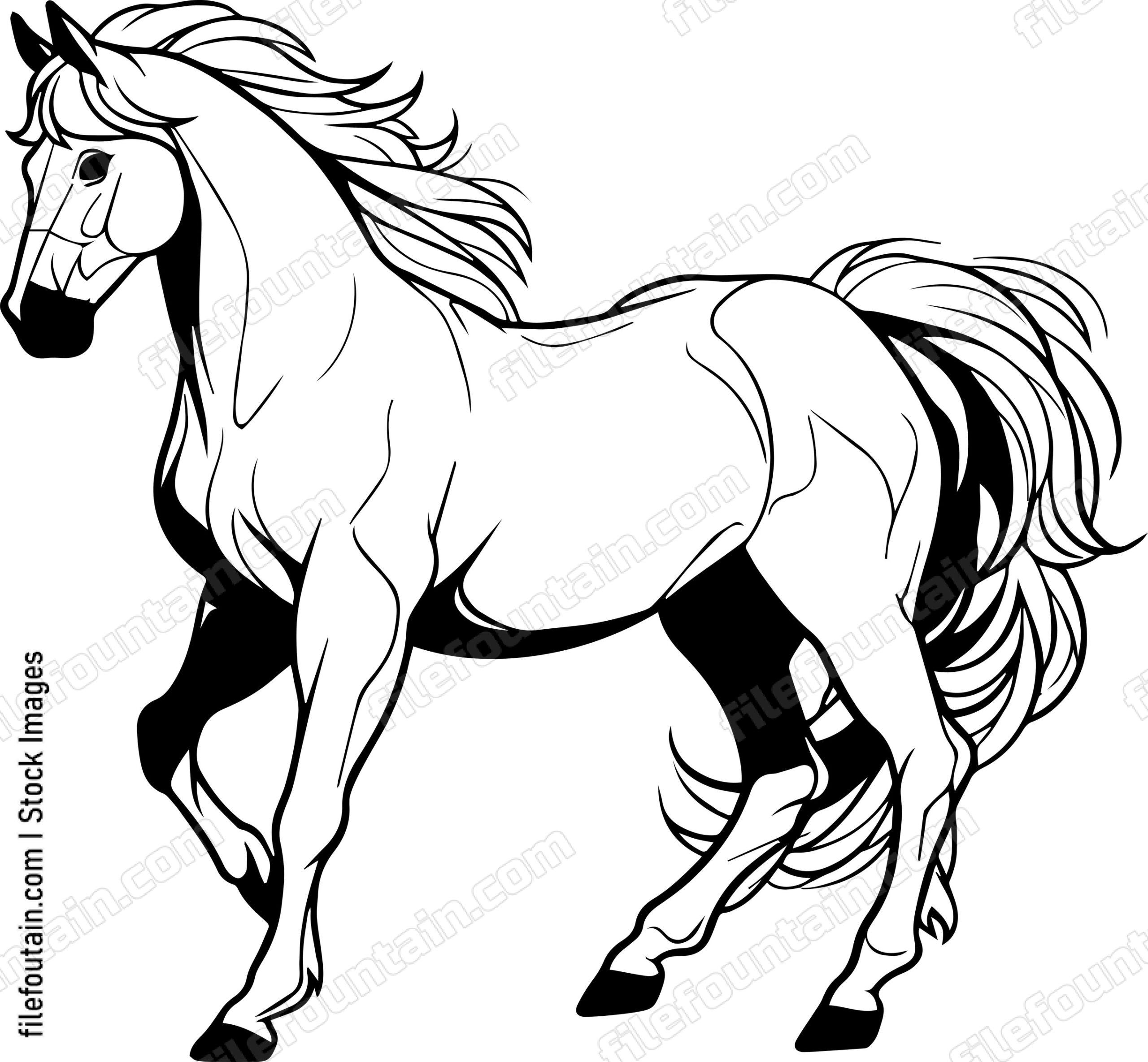 stallion