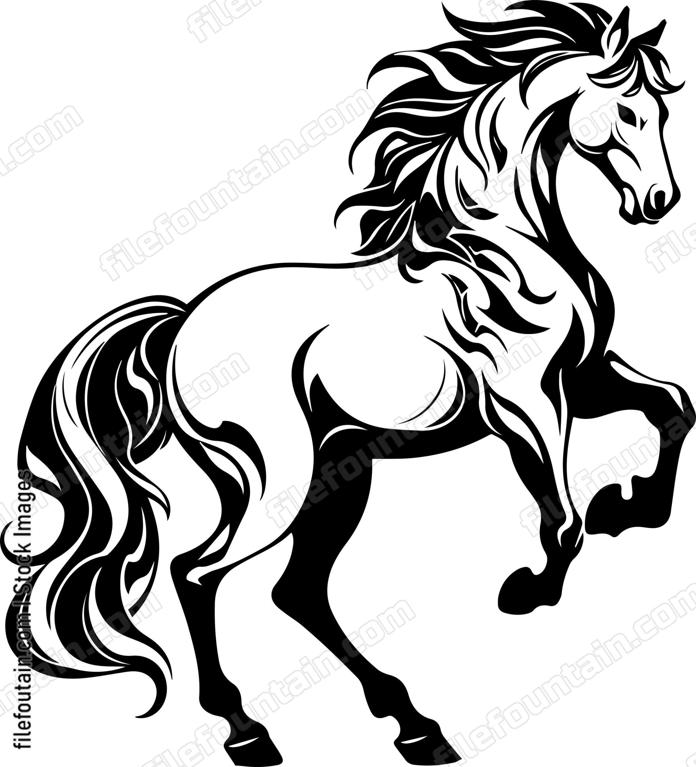 stallion