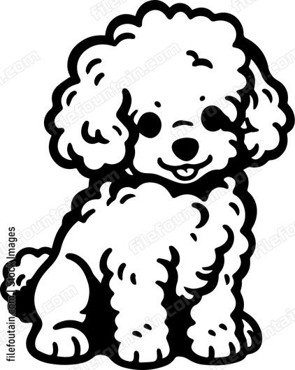 Toy Poodle