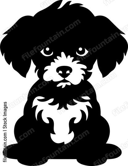 Toy Poodle