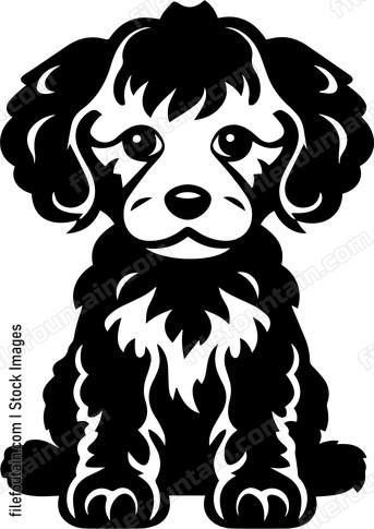 Toy Poodle