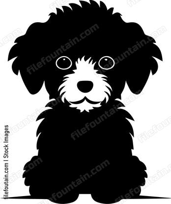 Toy Poodle