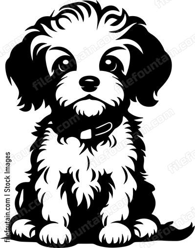 Toy Poodle